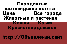 Породистые шотландские котята. › Цена ­ 5 000 - Все города Животные и растения » Кошки   . Крым,Красногвардейское